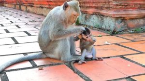 Mama Monkey Malika is really tired Baby Monkey Mira is always disturbed and wants milk