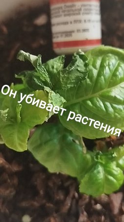 он убивает рассаду- акарицид
