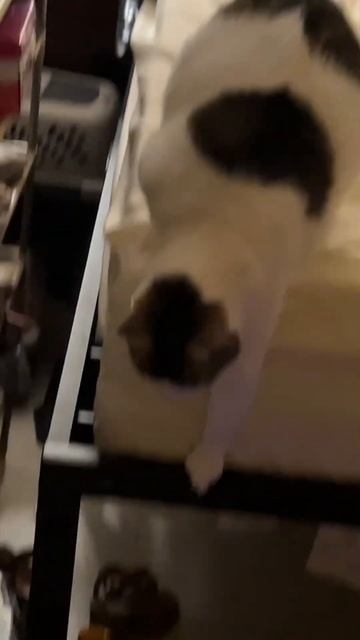 When your kitties are fighting for your pets 🐱 #cats #kitty #cosito #tortilla #catsoftiktok смотреть онлайн