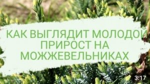 КАК ВЫГЛЯДИТ МОЛОДОЙ ПРИРОСТ НА МОЖЖЕВЕЛЬНИКАХ🌲