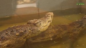 В Самарском зоопарке отметили Всемирный день крокодила