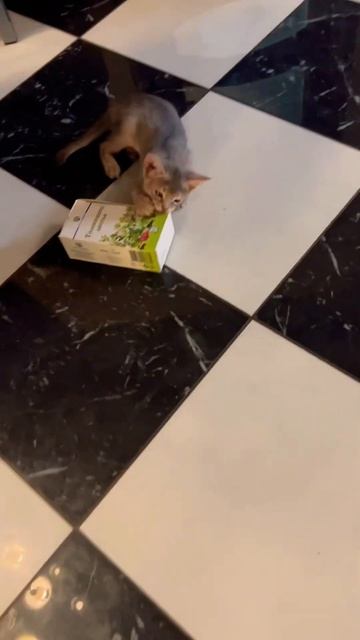 Абиссинская котосемья😻😻😻Все на движухе🤪 и на толокнянке😅😸