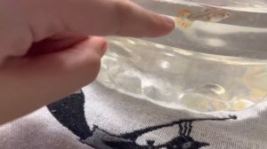 У нас беременная рыба ￼