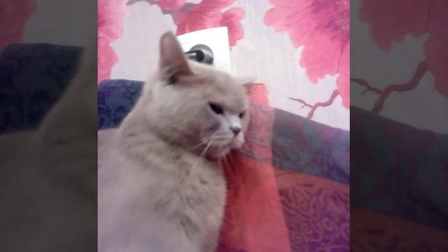 Моя кошка Клёпа 🐱 Шотландская прямоухая смотреть онлайн