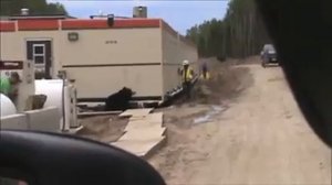 Медведь людоед