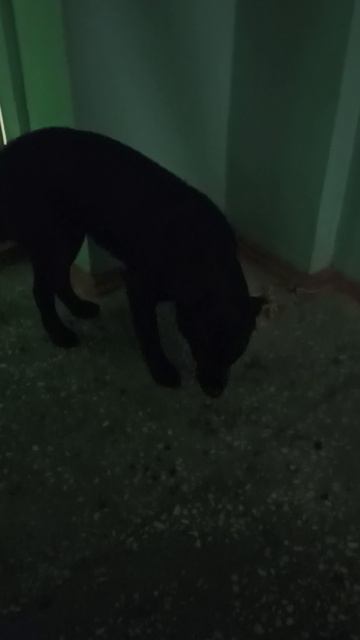 доволен покушал и погрелся