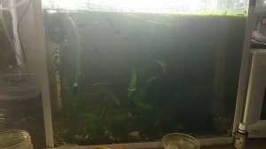 мальки данио.кормление!