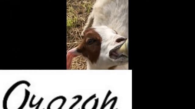 ОТСОС