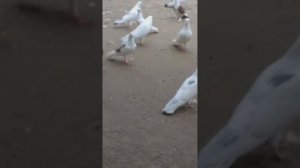 Джемиль в гостях у Тагира. Республика Дагестан с. Верхний Дженгутай