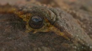 Beelzebufo's Island II (Prehistoric Planet Spoilers)