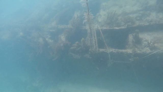 Barracuda Encounter while Snorkeling in Tortola British Isles