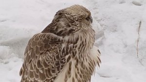 Сокол-Балобан