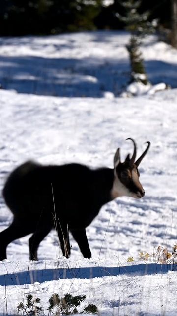 【瑞士冬季風光】雪地裡的可愛公岩羚羊如何像獅子一樣抖動鬃毛 🏔️❄️ #瑞士 #冬季 #岩羚羊 #動物世界 #shorts #短视频 #youtubeshorts