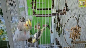 Funny Parrotszotti 337. Life of Cockatiels and budgies. Жизнь корелл и волнистых попугаев