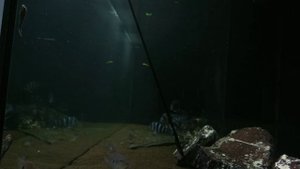 Сом аквариумный птеригоплихт