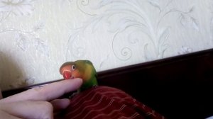 Неразлучник Фишера