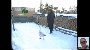 Ручной гусь