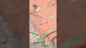 убили змею гадюку