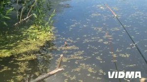 Карась и ротан в пожарном пруде | рыбалка | Карасямбо