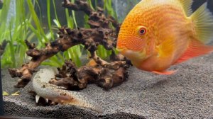 Полиптерус в поисках еды