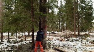 Самые трудные дни в заготовке дров, огромные осины и вывоз деревьев из леса.