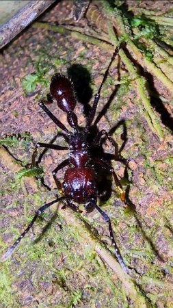 This huge bullet ant has the most painful bite amongst all critters!!!!