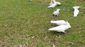 Местные голуби в Австралии