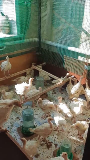 индюки хайбрид конвертер расширяем жилье