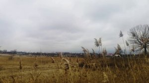 Камыши с видом на Сальск