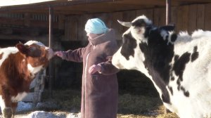 Ахметзяновы, проживающие в деревне Курнали Амзя, содержат 22 головы крупного рогатого скота