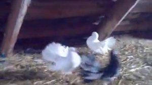 Голубь трубач