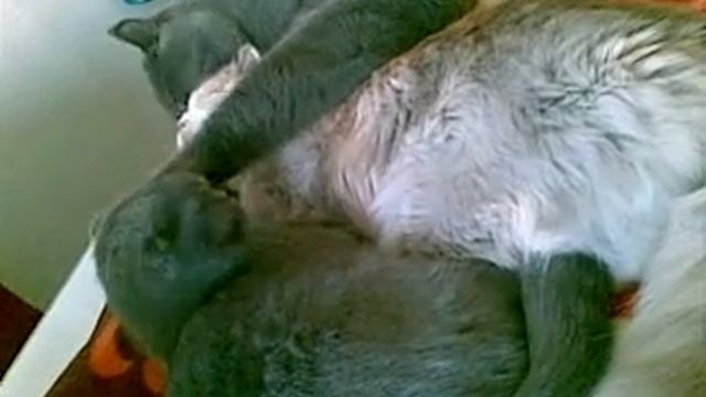 Кошачьи ласки