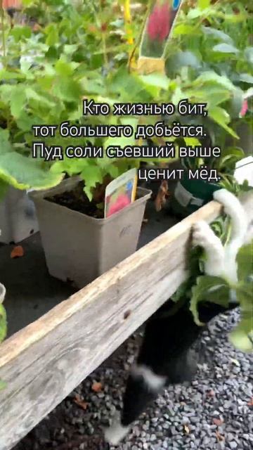 Мудрость дня от котейки😻#travel #путешествияпоевропе #такаяжизнь #котики #омархайям