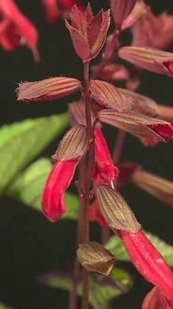 🌺В Китае засняли цветение шалфея в слоумо