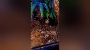 Heterometrus Silenus: Watch This Adult Feeding In A Bioactive Enclosure!