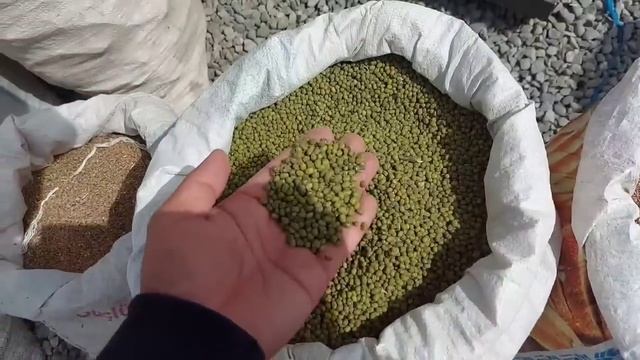 Шанбебозор нархи Луби, Наск, Нахут, Гарох, Мош, хамаи донаги ва хуроки Гову мол, 13 мая 2023 г.