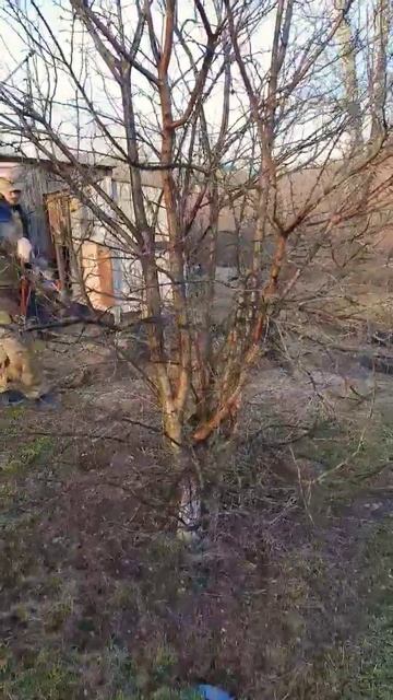 Обработка сливы от монилиоза 🫐👌 ч2 #сад #обработкасада #слива #деревья #оттатьяныслюбовью