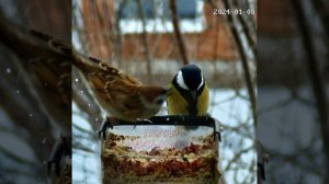 Воробей вырубил синичку  #sparrow #воробей #live #синичка