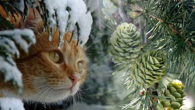 Падал снег - Сергей Чекалин смотреть онлайн