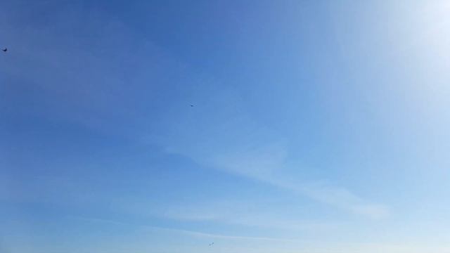 Крик поморника