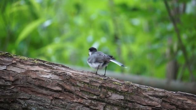 Белая трясогузка (Motacilla alba) после купания
