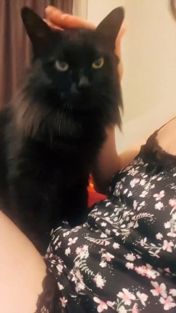 Кот лекарь #кот #бегемот #marinasama #cat #животные #animals #помощь #shorts #турагент #любовь #lov