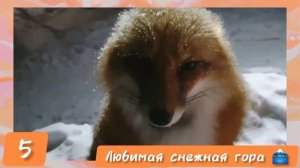 ЛИСЯО. Алиса - Лиса. Лисья жадность