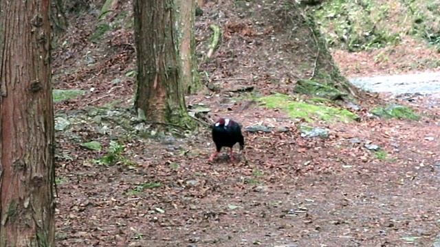 藍腹鷳(Swinhoe' s Pheasant)雄鳥