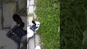 Как выгуливать кролика?