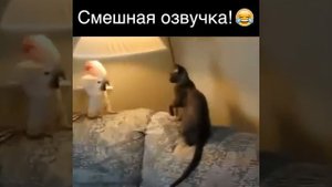 Озвучка людей. Животные прикол