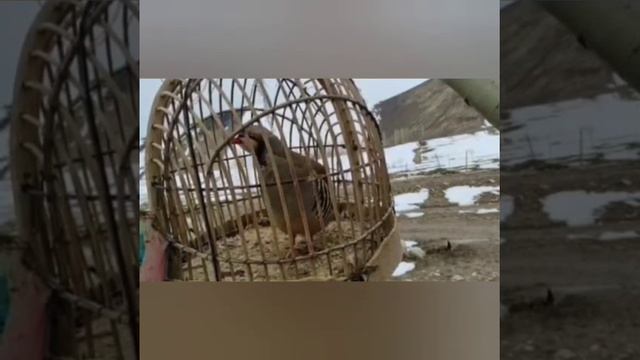 шикори кабк овози модкабк кеклик куропатка chukar смотреть онлайн
