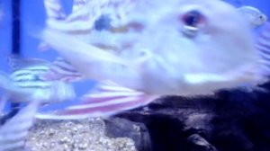 Geophagus winemilleri (fish) / Геофагус (венесуельська рибка)