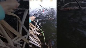 Как поймать крысу...