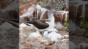 Adorable Blue-Footed Booby Babies of Galapagos Islands - A Short and Sweet Wildlife Encounter!